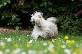 CHIEN NU CHINOIS 189